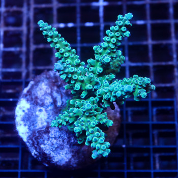 Acropora Gomezi| WYSIWYG