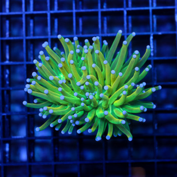 Euphyllia Glabrescens...