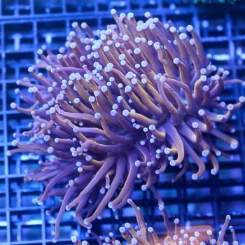 Euphyllia Glabrescens...