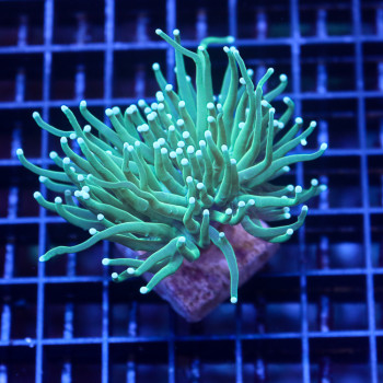 Euphyllia Glabrescens  |...