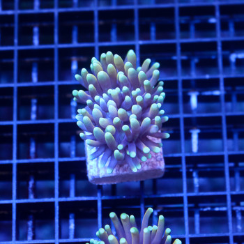 Euphyllia Glabrescens...