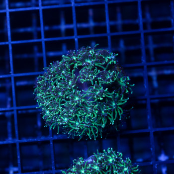 GALAXEA ASTREATA| WYSIWYG-250
