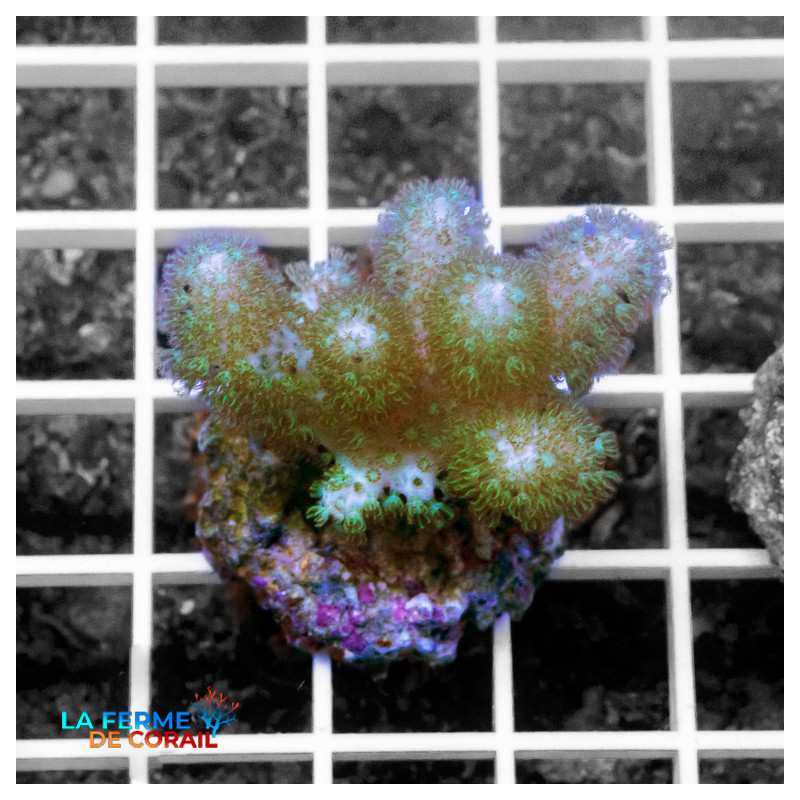 Cladiella spp. Vert Cladiella spp. Vert