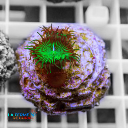 Palythoa sp. Vert | CATALOGUE