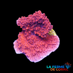 Montipora foliosa rouge