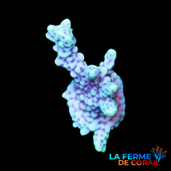 Montipora danae