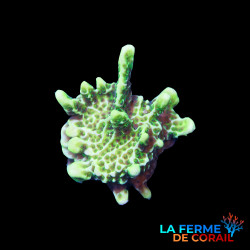 Montipora spongodes jaune