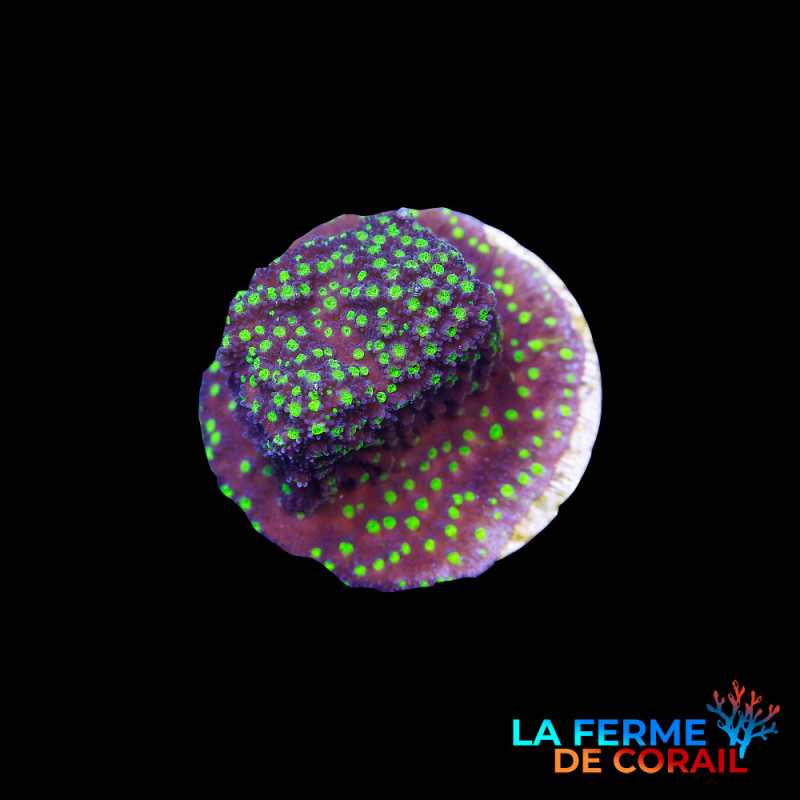 Montipora danae pokerstar Montipora danae pokerstar