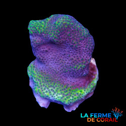 Montipora foliosa Violet/Vert