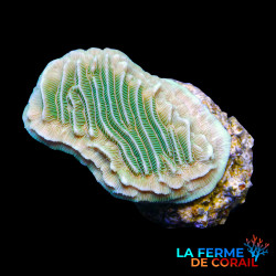 Pachyseris gemmae vert