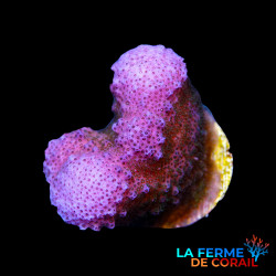 Pocillopora verrucosa rose