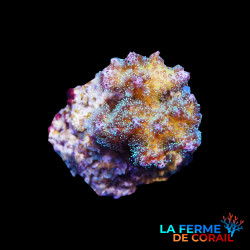 Pocillopora daminicornis tricolor
