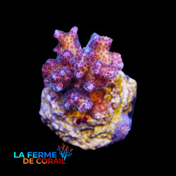 Pocillopora daminicornis rose