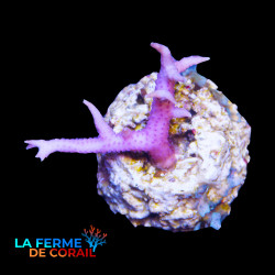 Seriatopora hystrix Rose