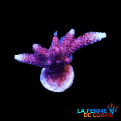 Acropora hyacinthus rose...