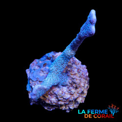 Montipora digitata bleu