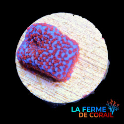 Montipora Superman