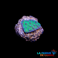 Turbinaria reniformis Vert...