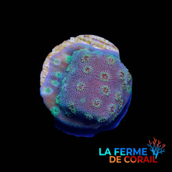 Cyphastrea sp. bleu