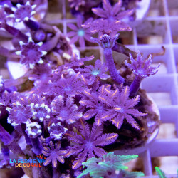 Clavularia Viridis mix |...