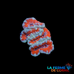 Acanthastrea lordhowensis...