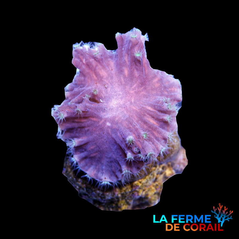 Sinularia dura Brun-rose Sinularia dura Brun-rose