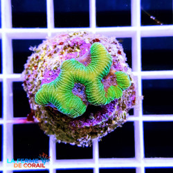 Platygyra sp. Neon...