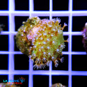 Sarcophyton elegans vert