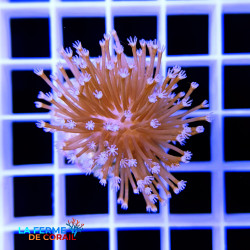 Sarcophyton glaucum