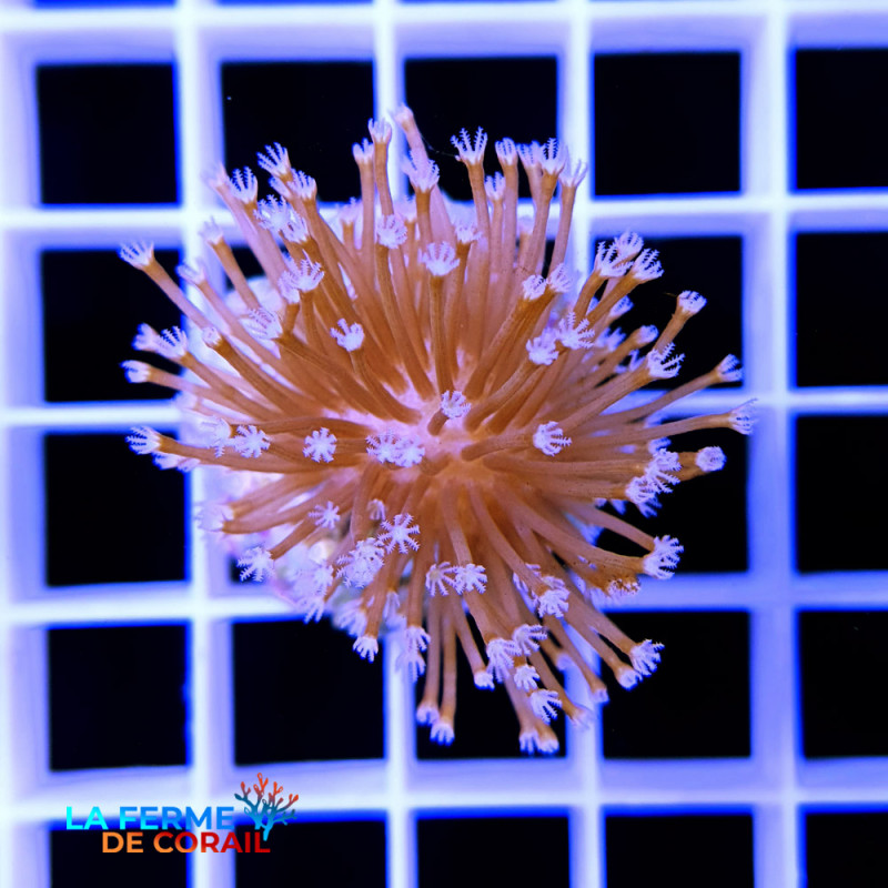 Sarcophyton glaucum Sarcophyton glaucum