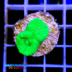 Caulastrea curvata Nuclear...