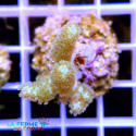 Lythophyton sp. Vert