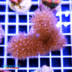 Muricea sp. | CATALOGUE