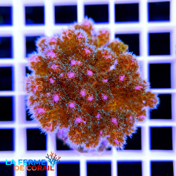Pocillopora damicornis rose
