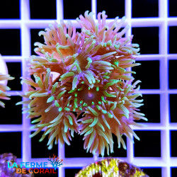 Duncanopsammia axifuga 