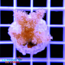 Klyxum sp. | CATALOGUE