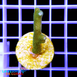 Montipora digitata Vert 