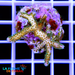Pocillopora damicornis Vert 