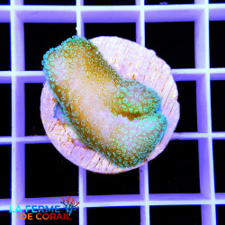 Stylophora subseriata Vert...