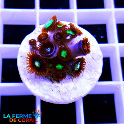 Zoanthus HULK DNA EXTRA!