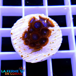 Zoanthus Ice&Fire EXTRA! |...