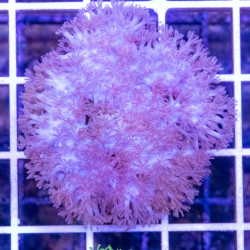Clavularia sp. | CATALOGUE