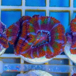 Acanthastrea lordhowensis...