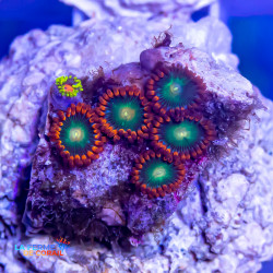 Zoanthids-GOBELIN-FIRE