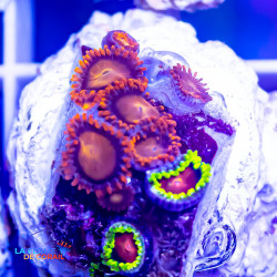 Zoanthids-BAM BAM | CATALOGUE