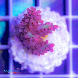 Image de l'Acropora microclados Strawberries Short Cake de La Ferme de Corail