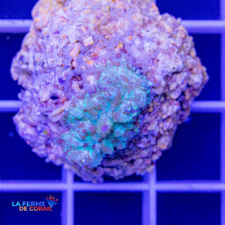 Rhodactis bleu marbré |...