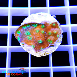 Echinopora lamellosa vert