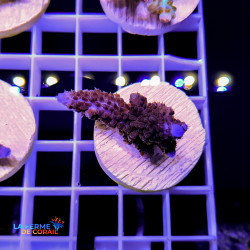 Acropora Formosa Bleu 