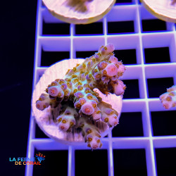 Acropora sarmentosa 